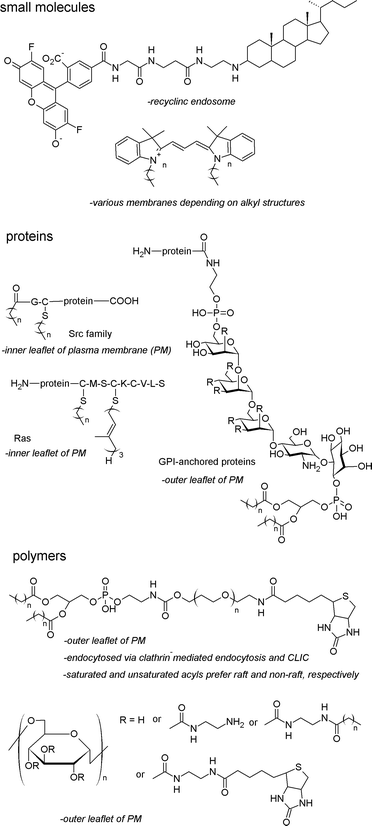 Membrane Domain Selective Drug Targeting Based On Lipid Modification Springerlink