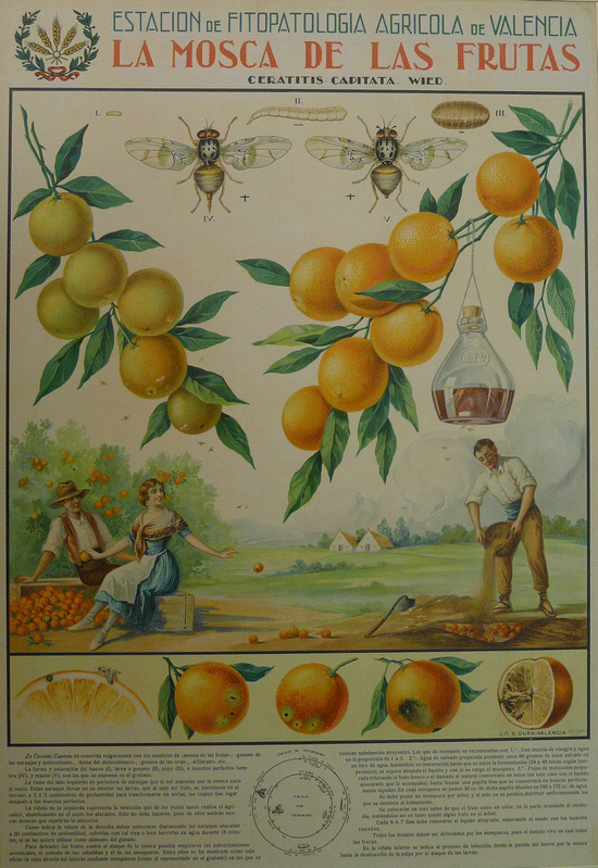 Mass Trapping For Fruit Fly Control Springerlink