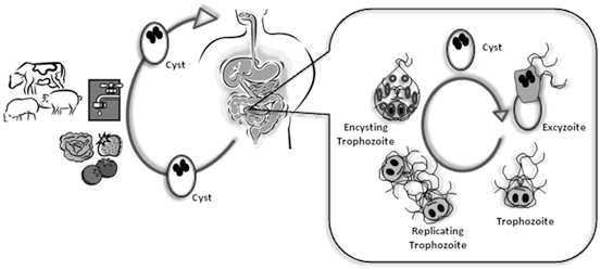 giardia zoonotic disease