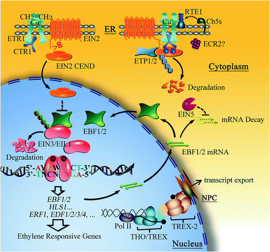 Regulatory Components of Ethylene Signal Transduction SpringerLink