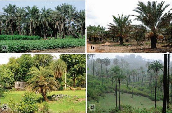 date palm status and perspective in india springerlink date palm status and perspective in