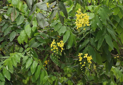 Skin Care Blogs Homemade Hairloss Treatment With Curry Leaves