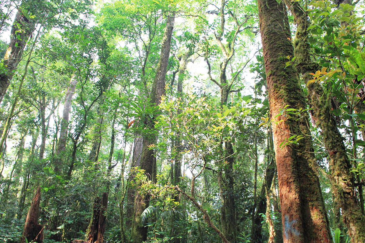 Tropical Rainforest Heritage Of Sumatra Indonesia Springerlink