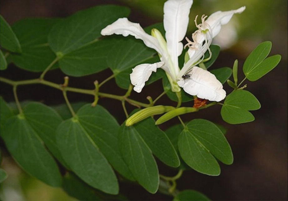 Bauhinia Forficata Link Springerlink