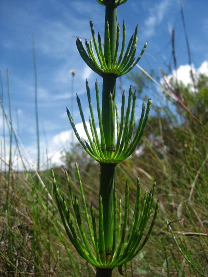 Equisetum Giganteum L Springerlink