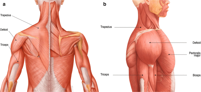 Body Contouring With Botulinum Toxin Springerlink