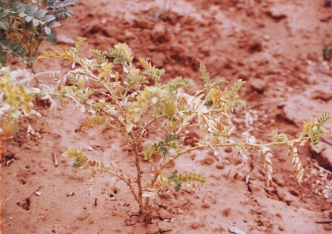Biological Control Of Chickpea Fusarium Wilts Using - 