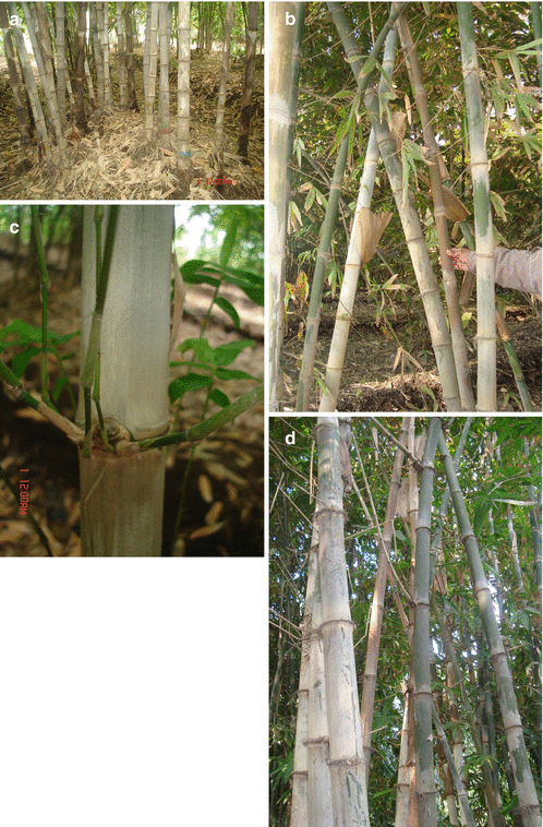 Dendrocalamus Nees Springerlink - 