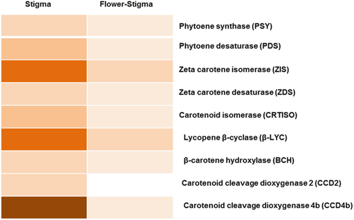Apocarotenoid Biosynthesis In Crocus Sativus L Springerlink