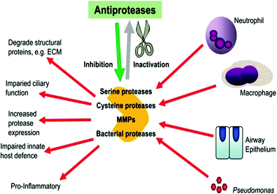 Serine Proteases and Their Inhibitors in Human Health and ...