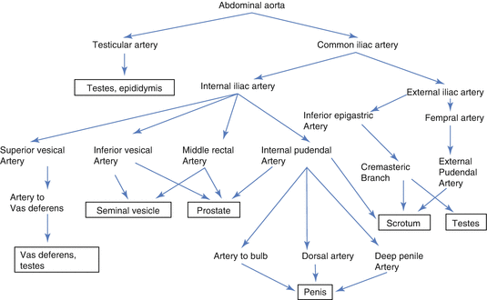 Lymphatic Drainage Flow Chart