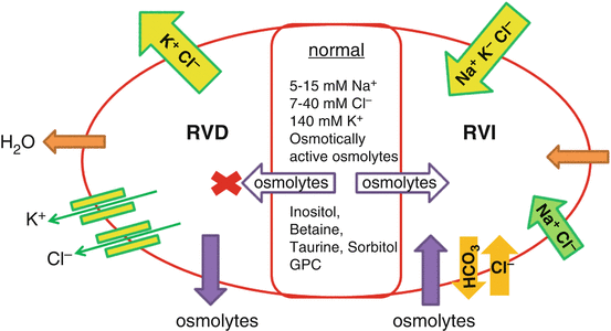 Regulation of Cell Volume by Osmolytes | SpringerLink