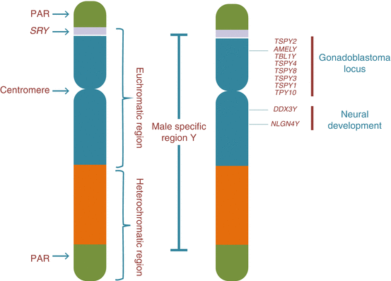 Genomic Landscape Of Human Y Chromosome And Male Infertility Springerlink Genomic Landscape Of Human Y Chromosome And Male Infertility Springerlink