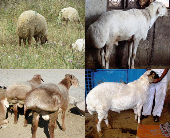 Sheep Genetic Diversity and Breed Differences for Climate-Change ...