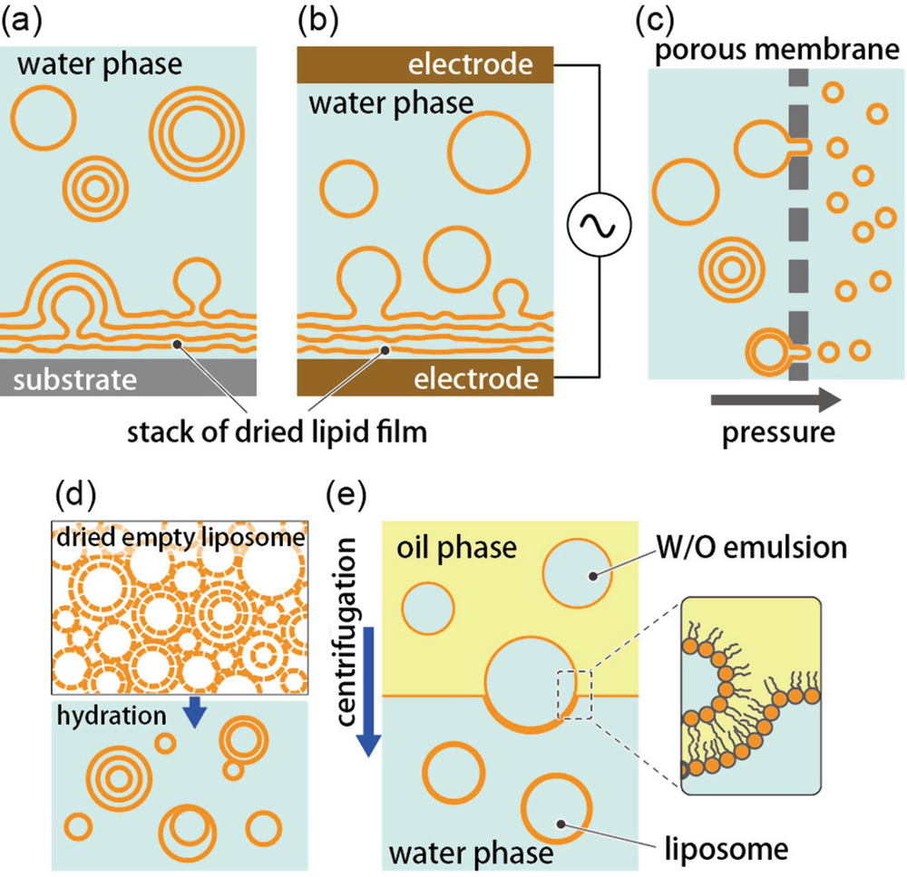 LiposomeMediated Material Transfer in Single Cells SpringerLink