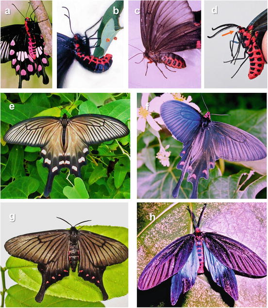 Chemical Ecology Of Poisonous Butterflies Model Or Mimic A Paradox Of Sexual Dimorphisms In Mullerian Mimicry Springerlink