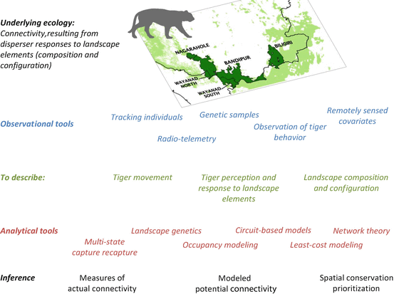 Assessing Landscape Connectivity for Tigers and Prey Species: Concepts