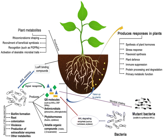 Quorum Sensing in Plant Growth-Promoting Rhizobacteria and Its Impact ...