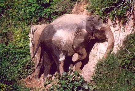 The Role Of Elephants In The Forest Ecosystem And Its - 