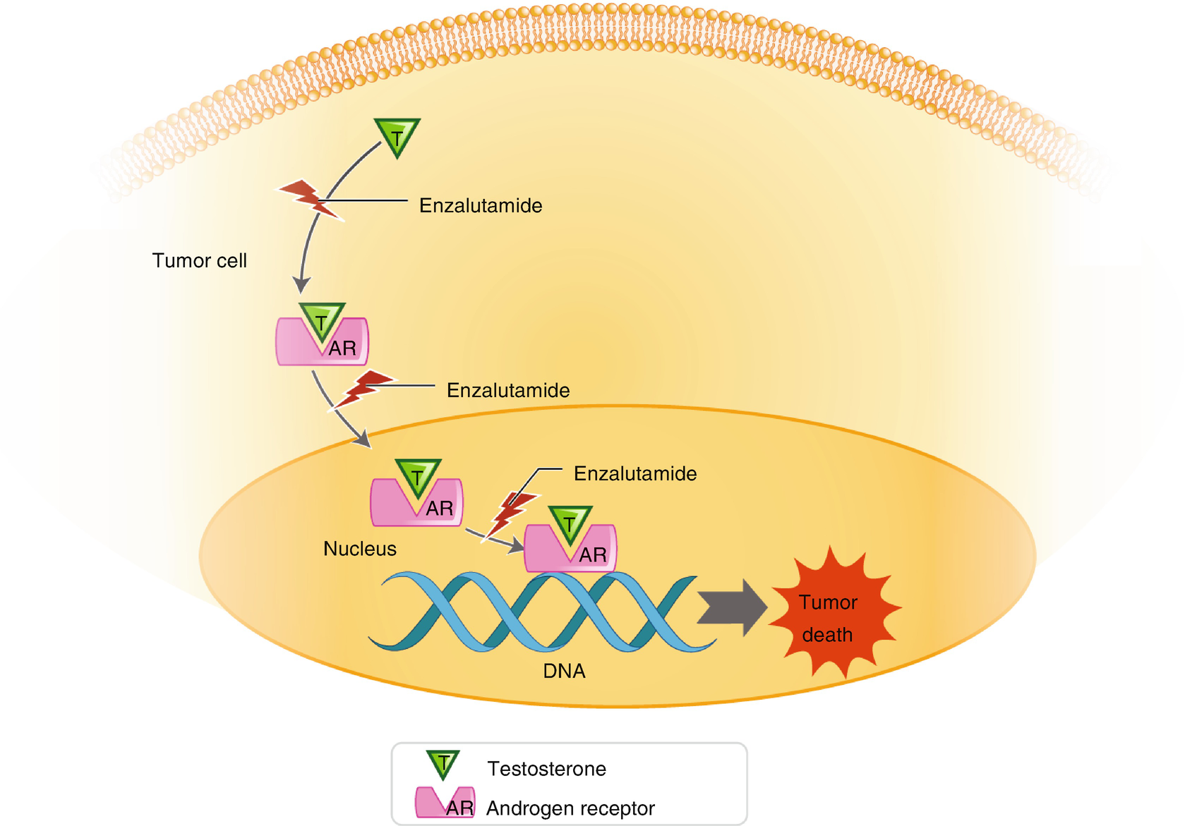 Abiraterone Or Enzalutamide In Crpc After Chemotherapy Springerlink