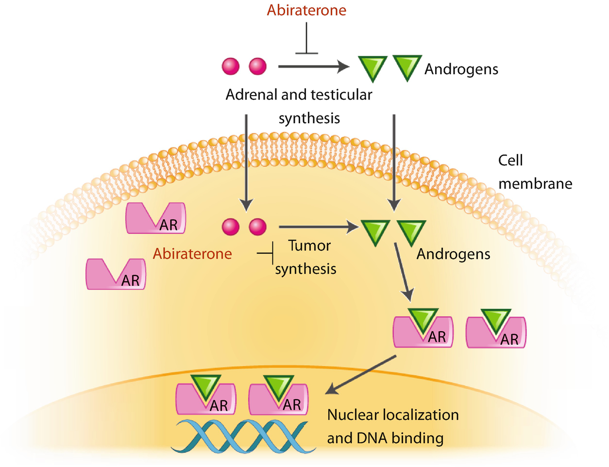 Abiraterone Or Enzalutamide In Crpc After Chemotherapy Springerlink