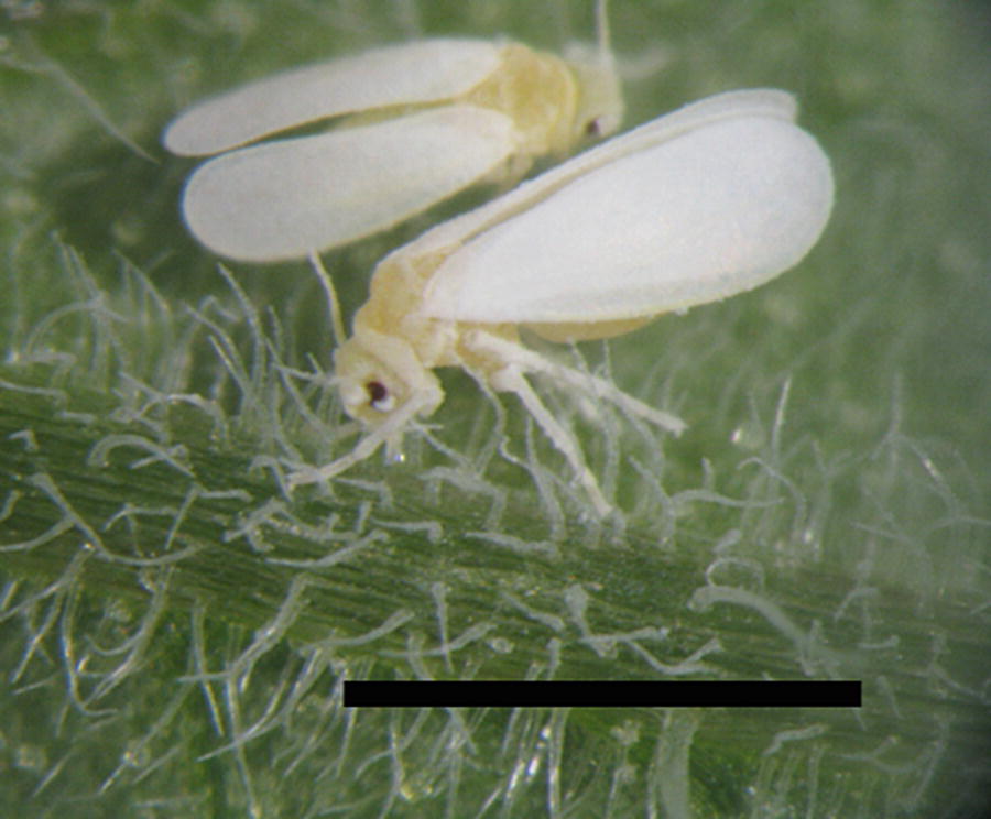 Sustainable Management Of Invasive Cassava Pests In Vietnam - 