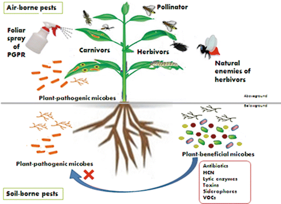 biocontrol agents antibiotics biocontrol agents antibiotics