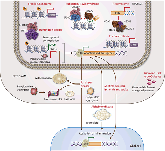 Neuroepigenetics Springerlink