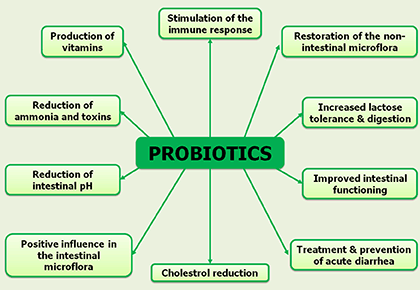 dysbiosis probiotikumok