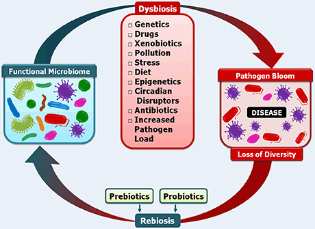 prebiotikus dysbiosis)