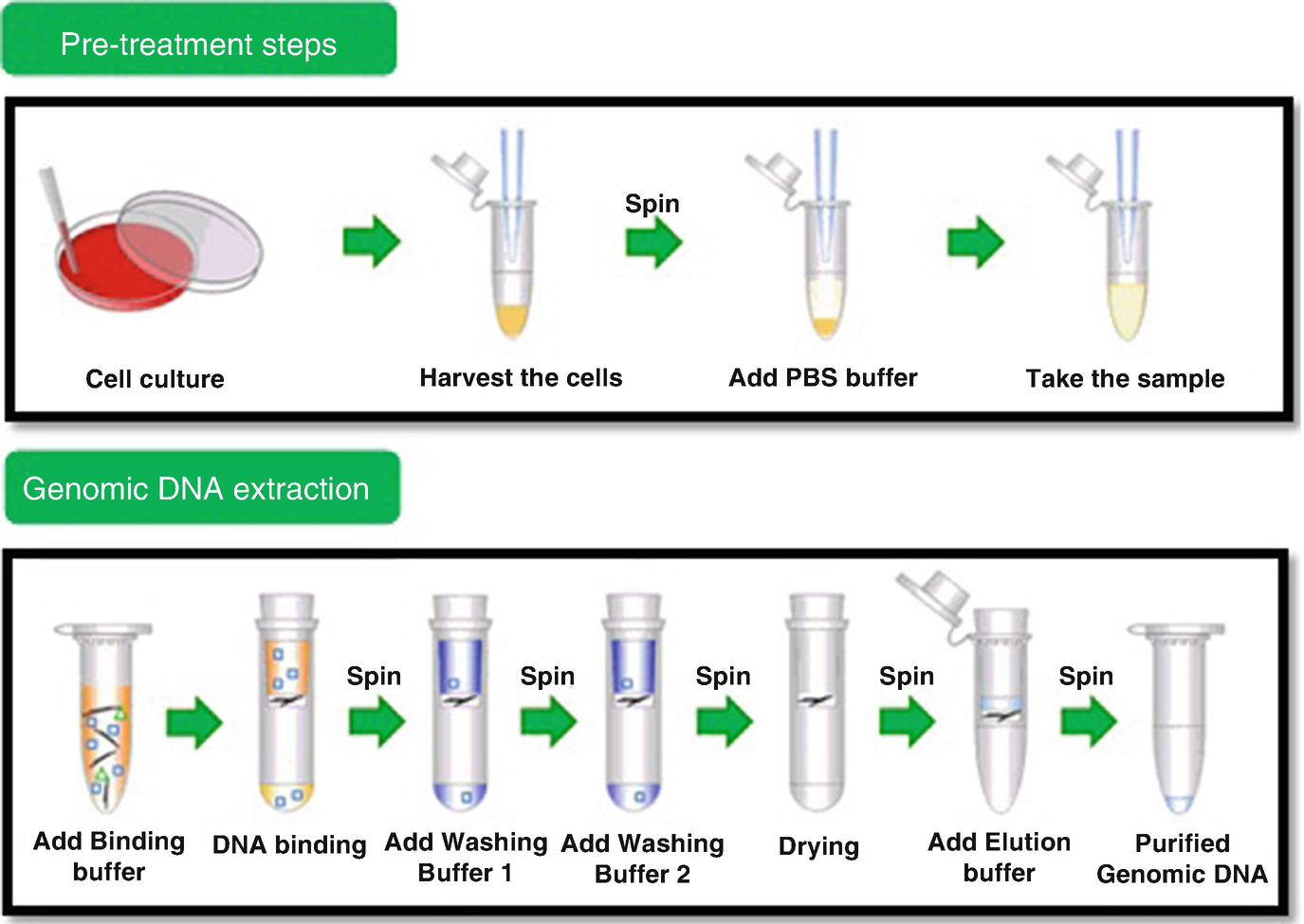 Study On Molecular Taxonomy And Phylogenetic Analysis Of