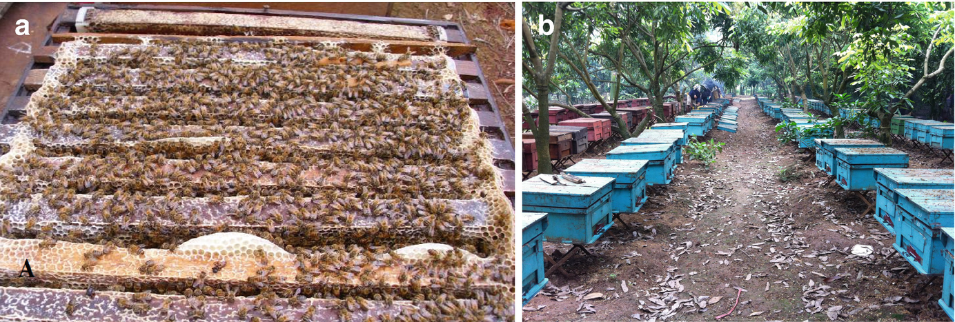 Beekeeping In Vietnam Springerlink - 