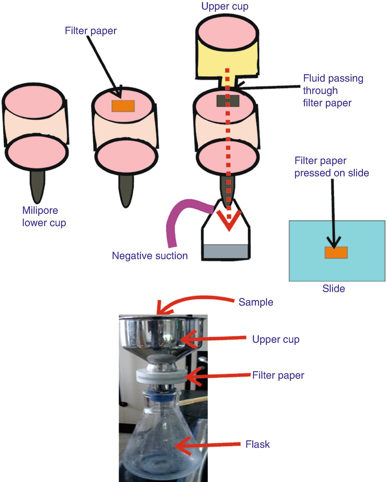 Cytology Sample Procurement, Fixation and Processing SpringerLink