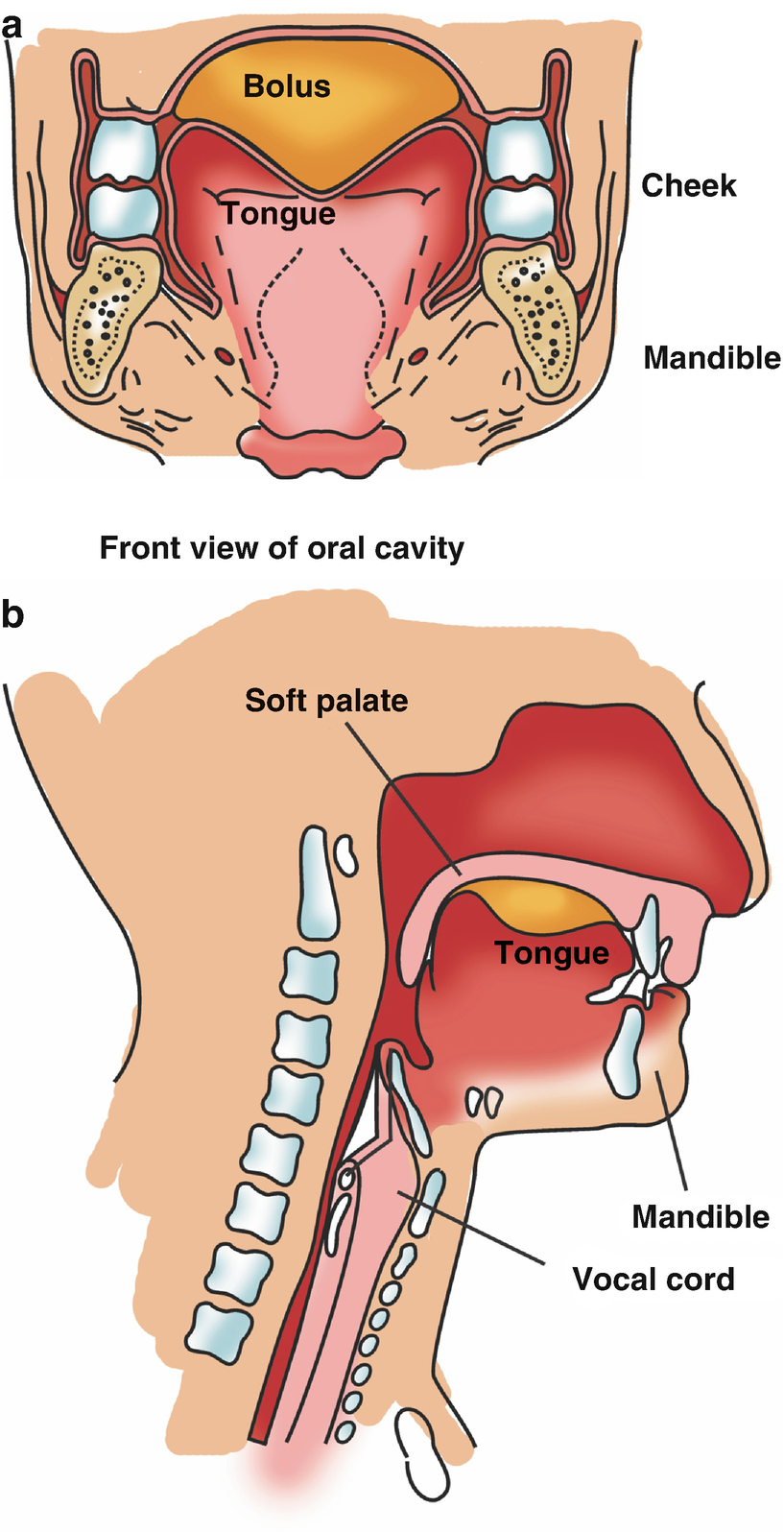 Physiology Of Swallowing Springerlink