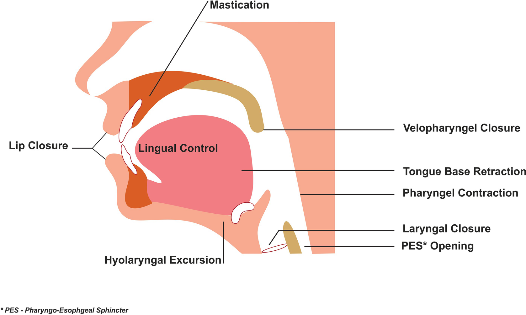 Components Of Swallow Impairments Causes Observations And Therapy Springerlink