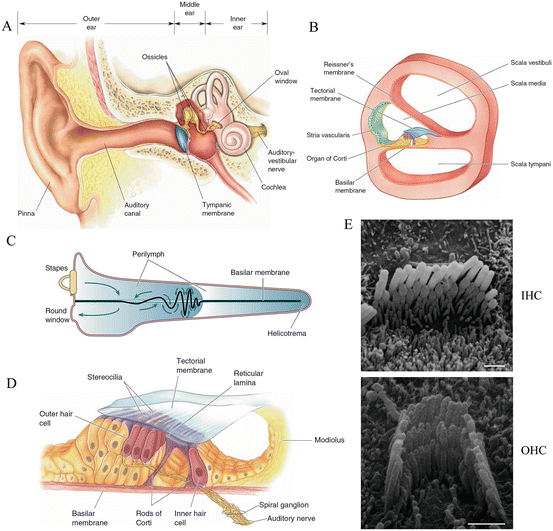 human hair cell