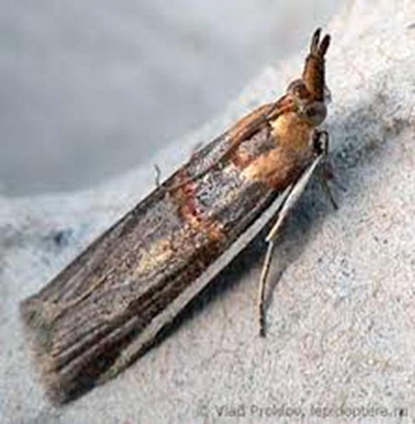 Do Clothes Moths Eat Jute