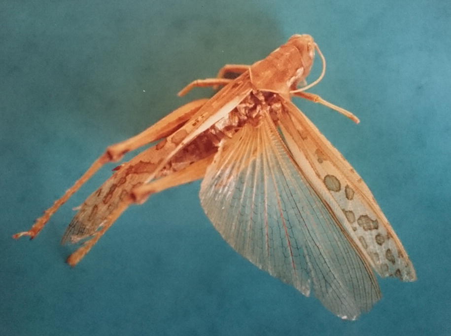 Locusts Springerlink