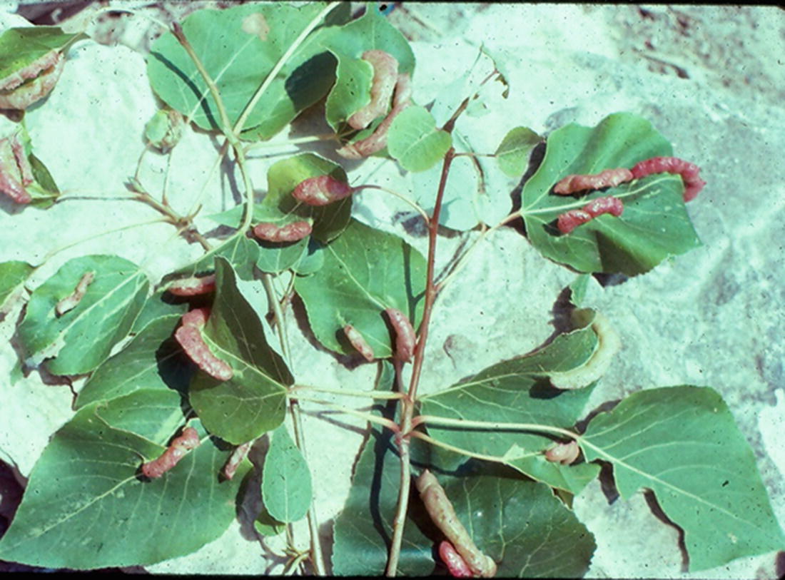 Gratuit Images Aphids Springerlink dernière