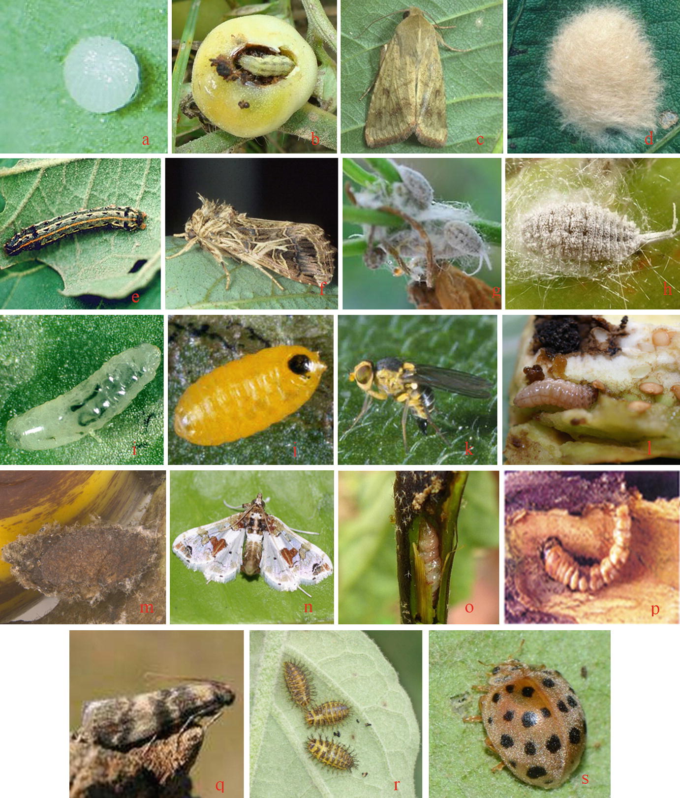 Insect Pests Of Vegetables Springerlink