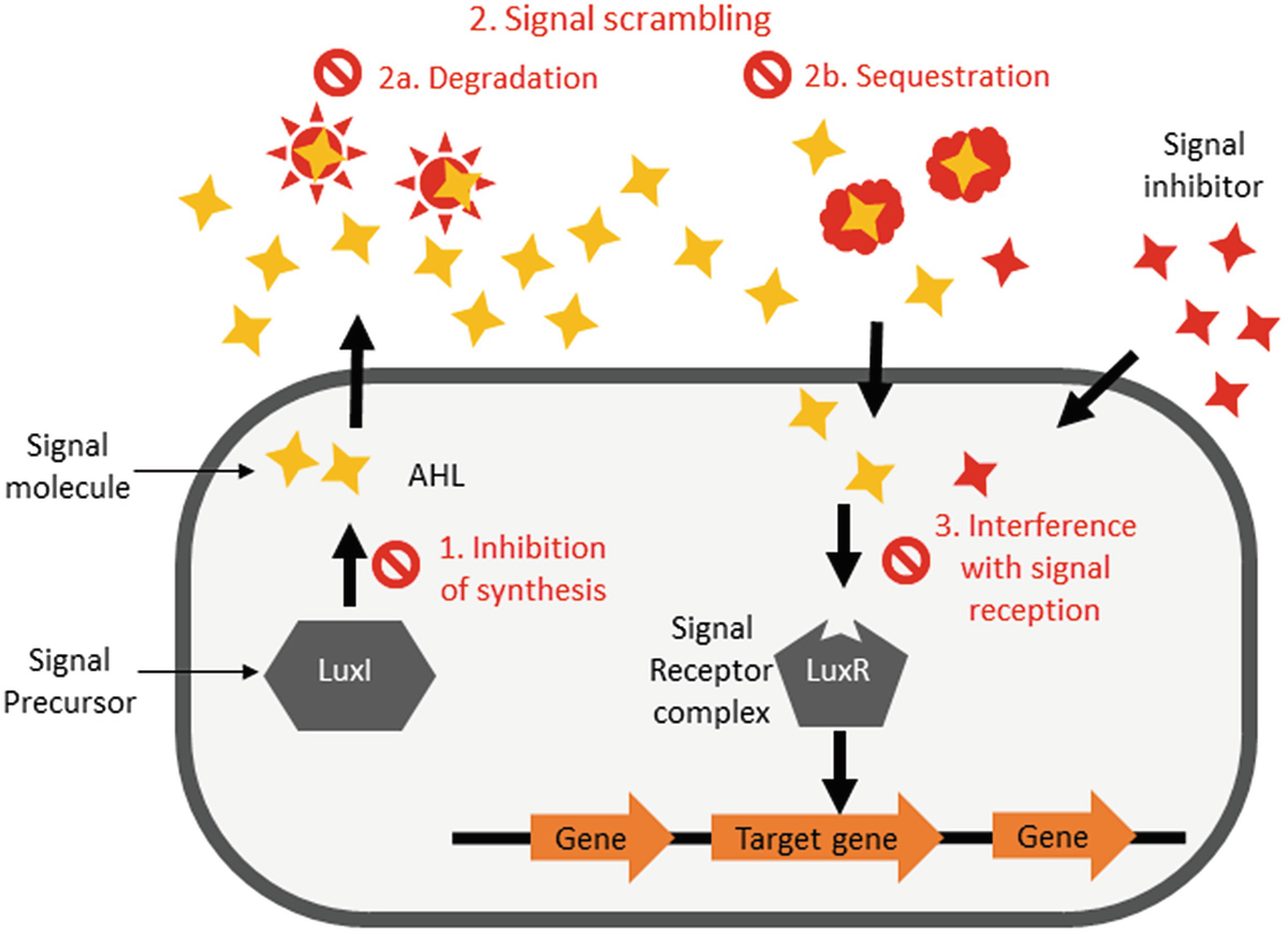 technological developments in quorum sensing and its what is quorum sensing