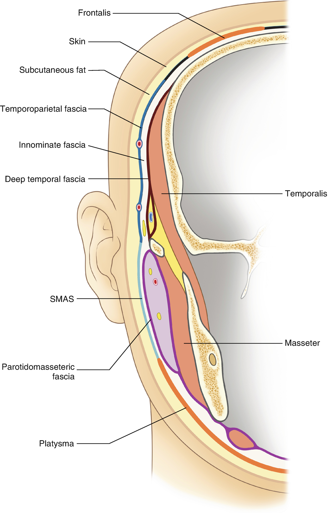 Anatomy for Absorbable Thread Lifting | SpringerLink