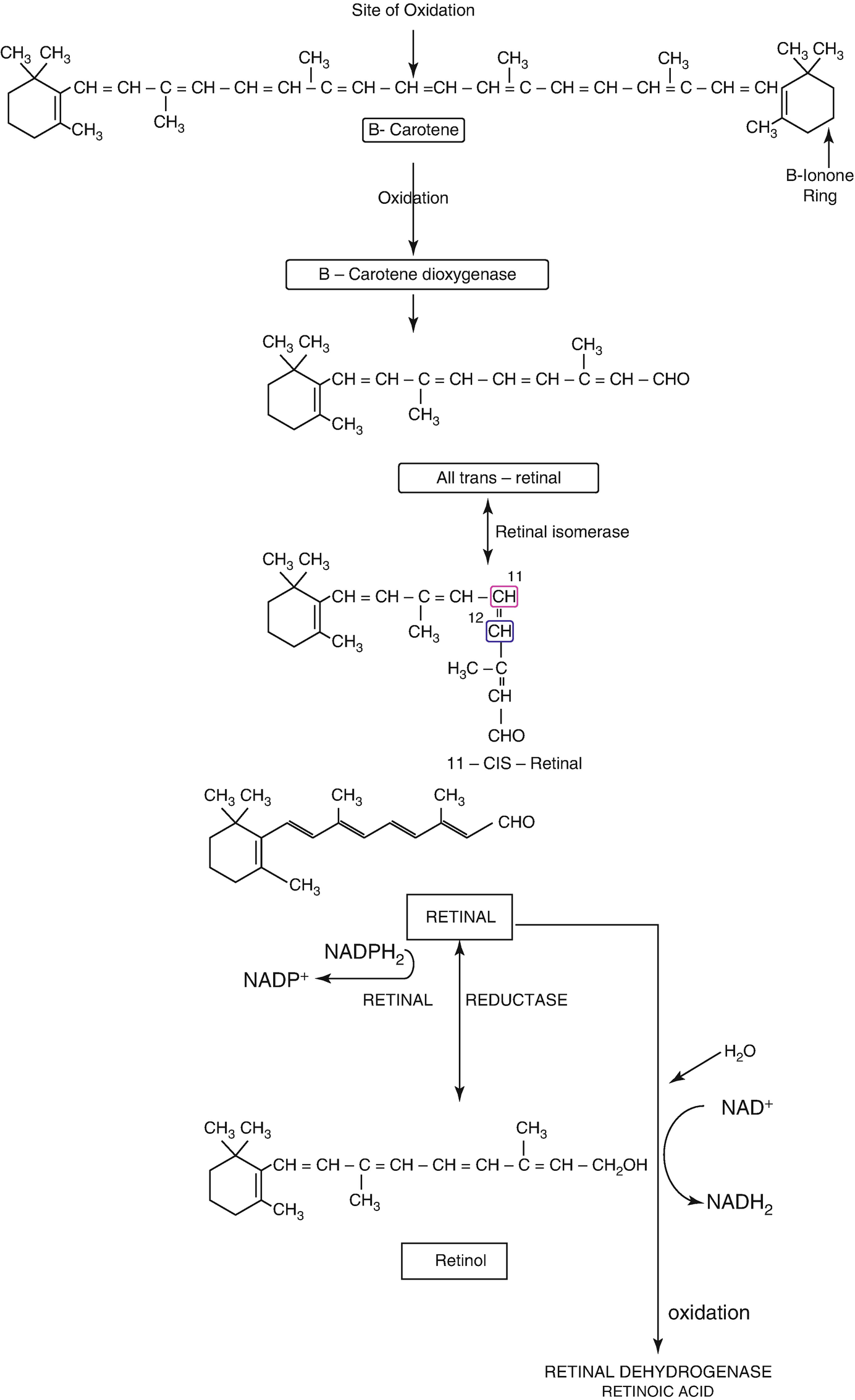 vitamins springerlink