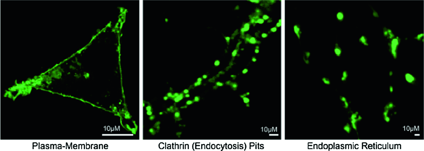 Biometrics From Cellular Imaging Springerlink