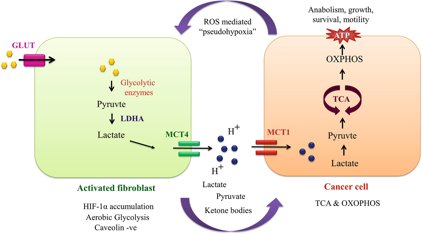 Cancer Rnome Evolution And Sustenance Springerlink