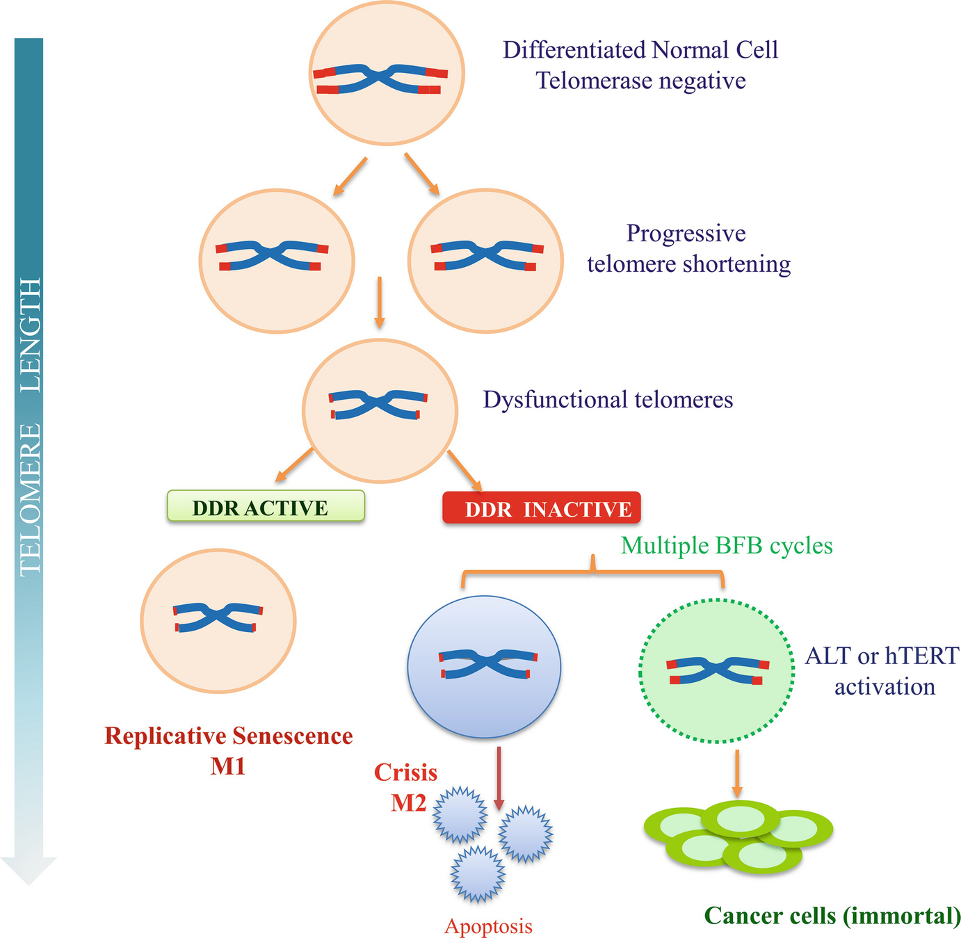 Cancer Rnome Evolution And Sustenance Springerlink