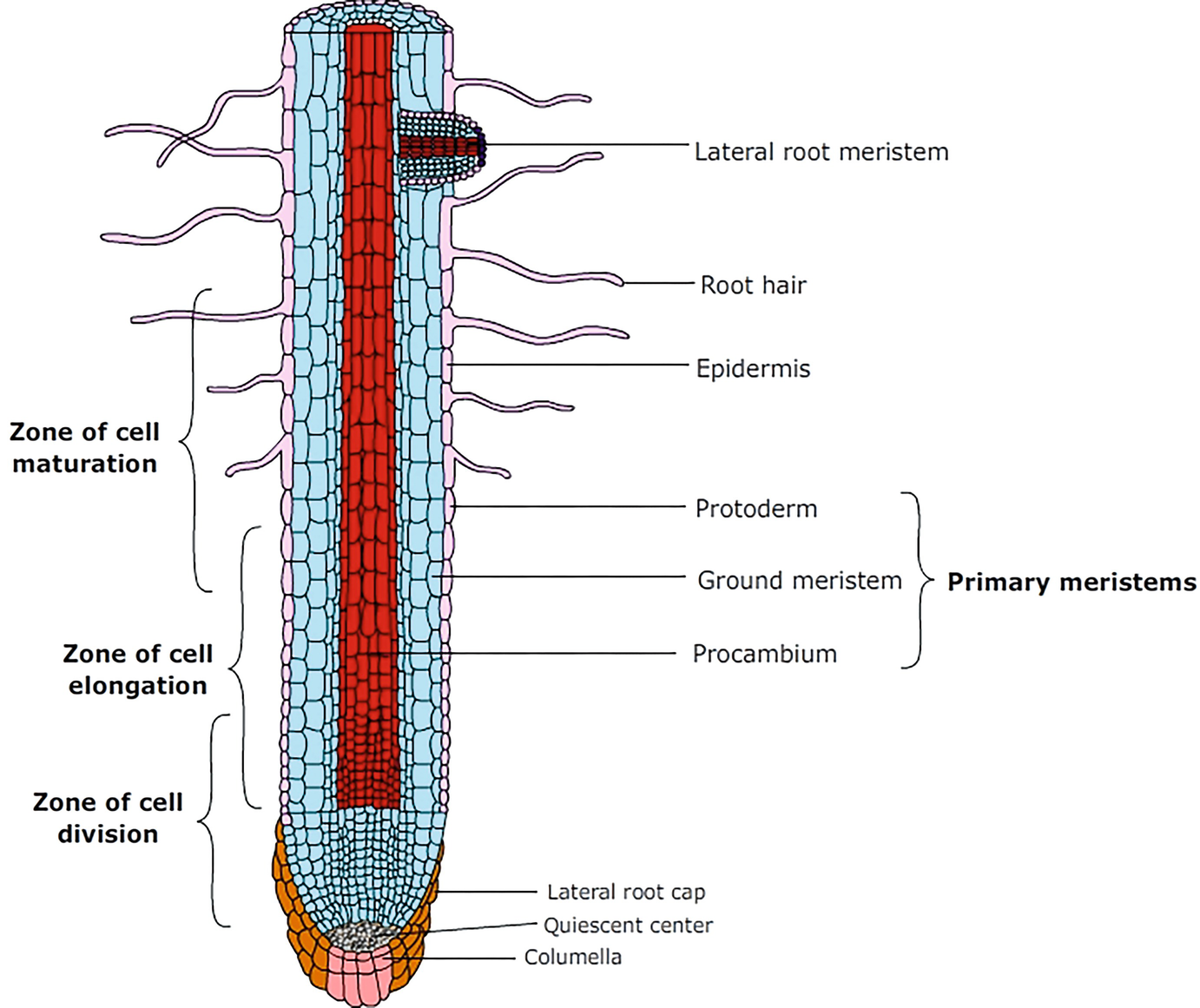 Embryogenesis Vegetative Growth And Organogenesis Springerlink
