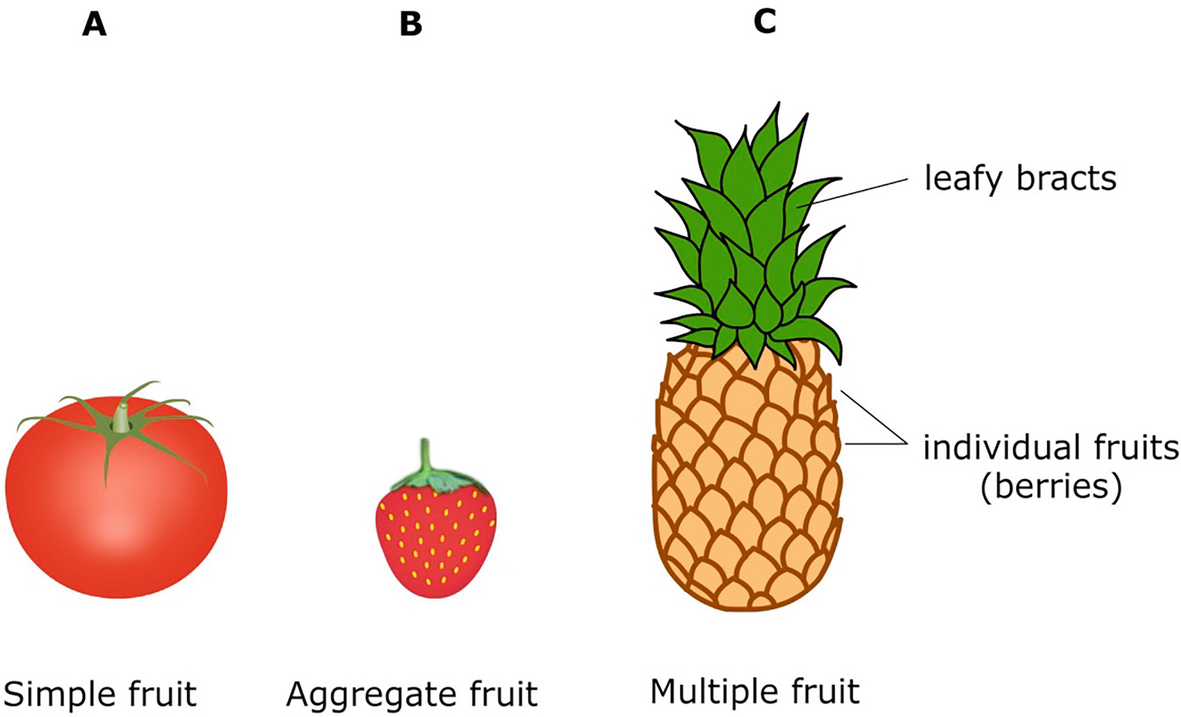 Fruit Development And Ripening Springerlink