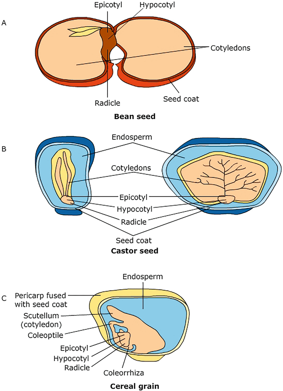 Seed Dormancy And Germination Springerlink