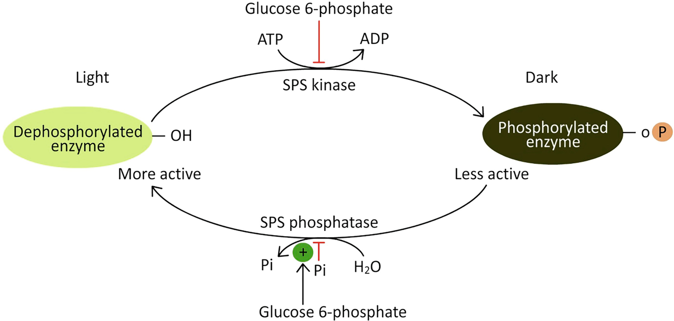 Storage of Carbohydrates Metabolism SpringerLink | SpringerLink Storage | of Carbohydrates Metabolism